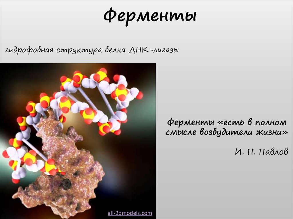Создание ферментов. Ферменты. Ферменты микроорганизмов. Микробные ферменты. Строение ферментов микроорганизмов.