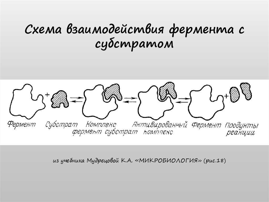 Схема работы фермента