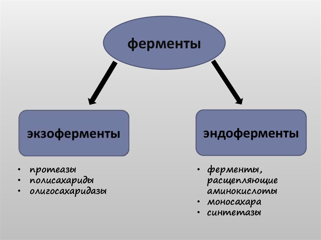 Ферменты бактерий