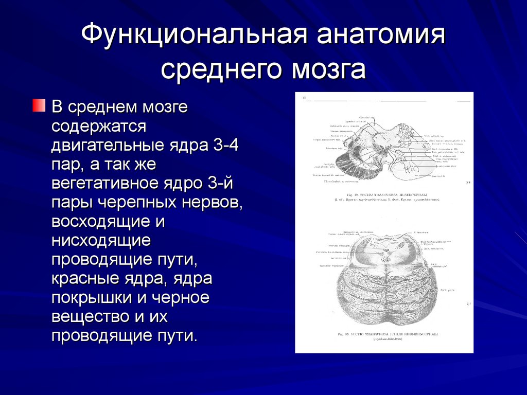 Функциональная анатомия. Функциональная анатомия мозга. Функциональная анатомия ядер среднего мозга.. Ядра и проводящие пути среднего мозга.