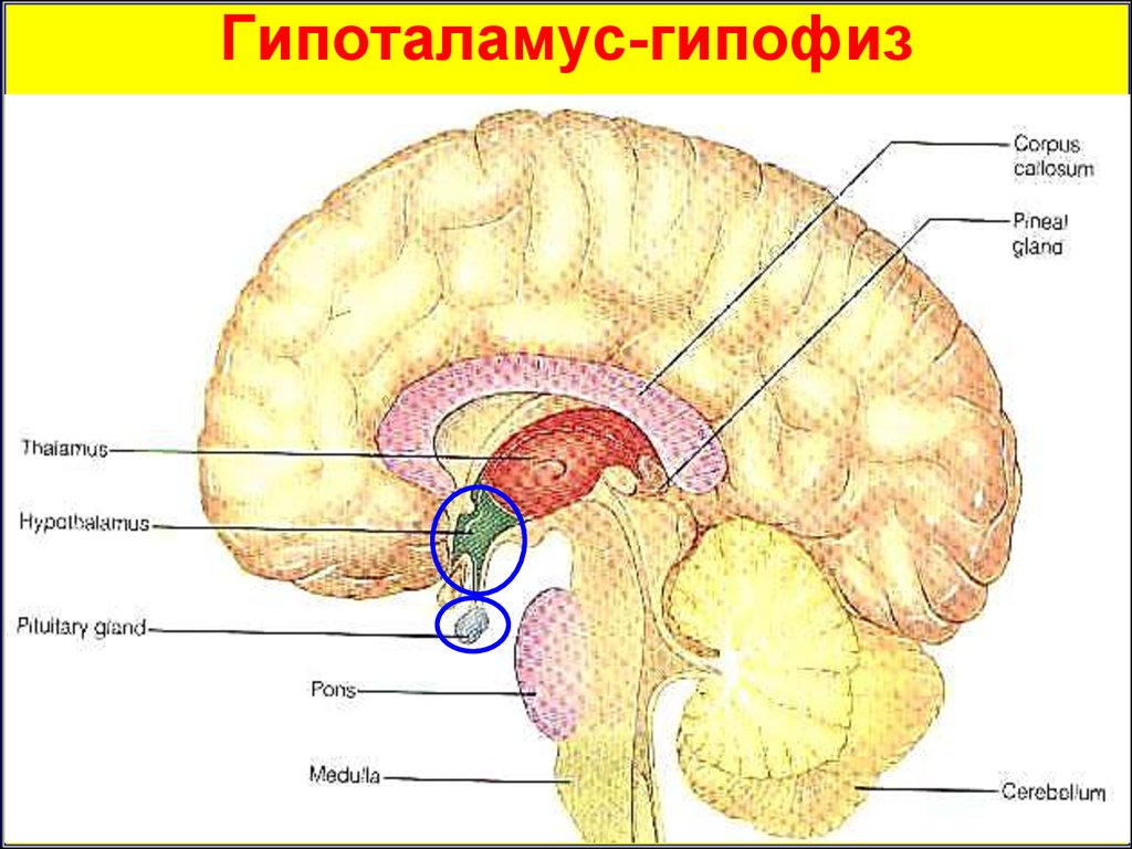 Гипоталамус и гипофиз. Промежуточный мозг гипофиз эпифиз. Промежуточный мозг гипоталамус и таламус эпифиз. Таламус, шишковидная железа и гипофиз. Шишковидная железа гипофиз гипоталамус таламус.