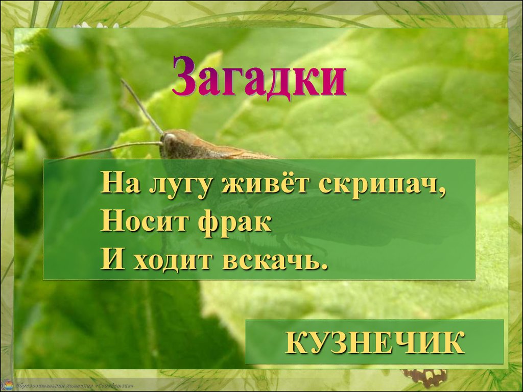 Жизнь насекомых весной. Загадки про луг. Загадки на тему луг. Загадки о Луге. Загадки на тему жизнь Луга.