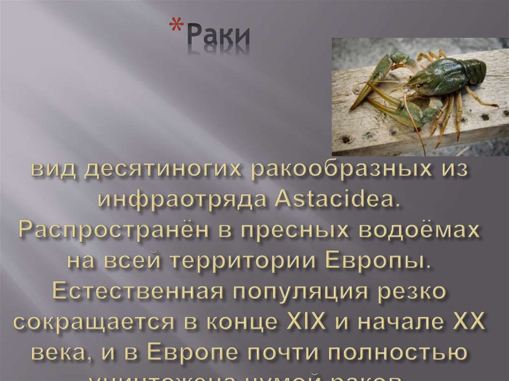 вид десятиногих ракообразных из инфраотряда Astacidea. Распространён в пресных водоёмах на всей территории Европы. Естественная популяция рез