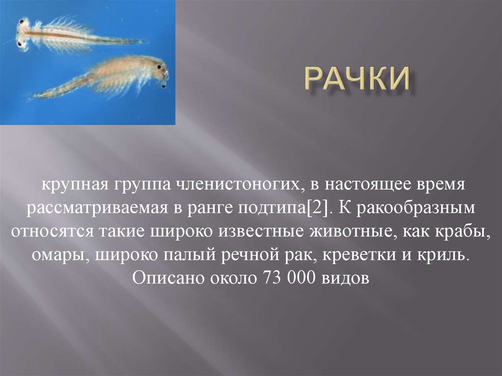 Рачки