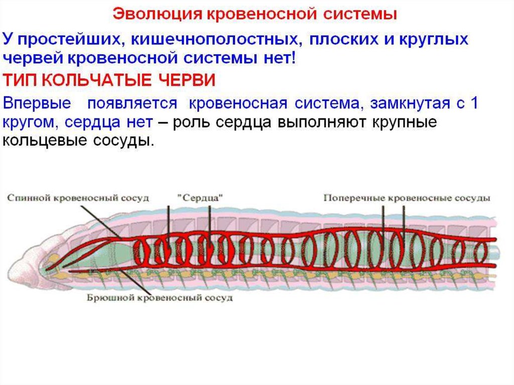 Круги кровообращения червей. Круглые черви строение кровеносной системы. Строение кровеносной системы круглых червей. Кровеносная система плоских червей 7 класс. Системы кольчатых червей 7 класс.