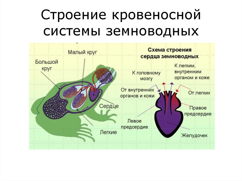 Эволюция сердца у земноводных. Кровяная система амфибий. Кровеносная система бесхвостых амфибий. Кровеносная система у земноводных органы системы. Строение кровеносной системы амфибий.