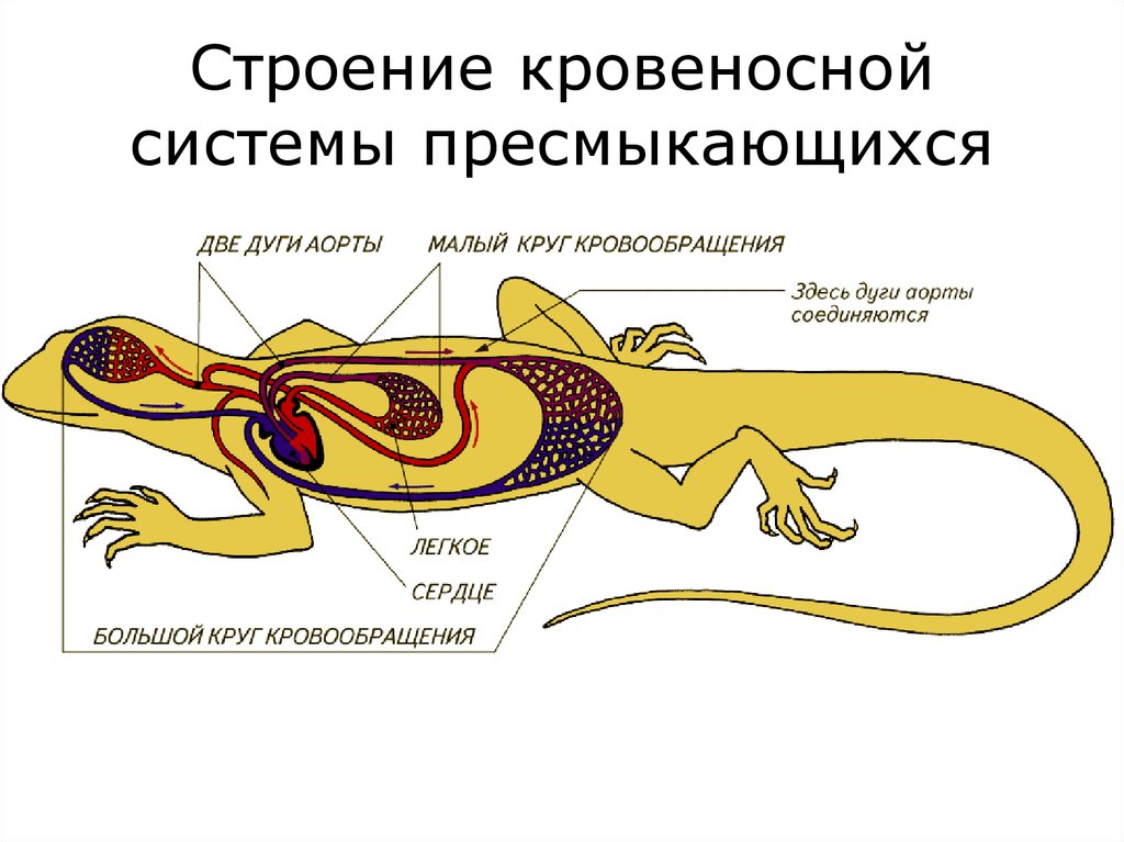 Охарактеризуйте черты внутреннего строения рептилий. Кровеносная система хвостатых земноводных. Кровеносная система хвостатых амфибий. Кровеносная система пресмыкающихся схема. Строение кровеносной системы рептилий.