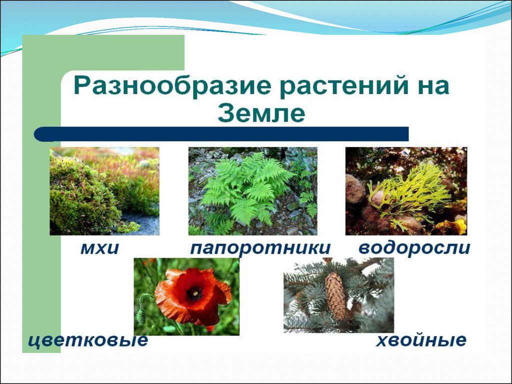Многообразие где. Проект разнообразие растений. Разнообразие растений в природе. Разнообразие растений картинки. Многообразие растений растений.