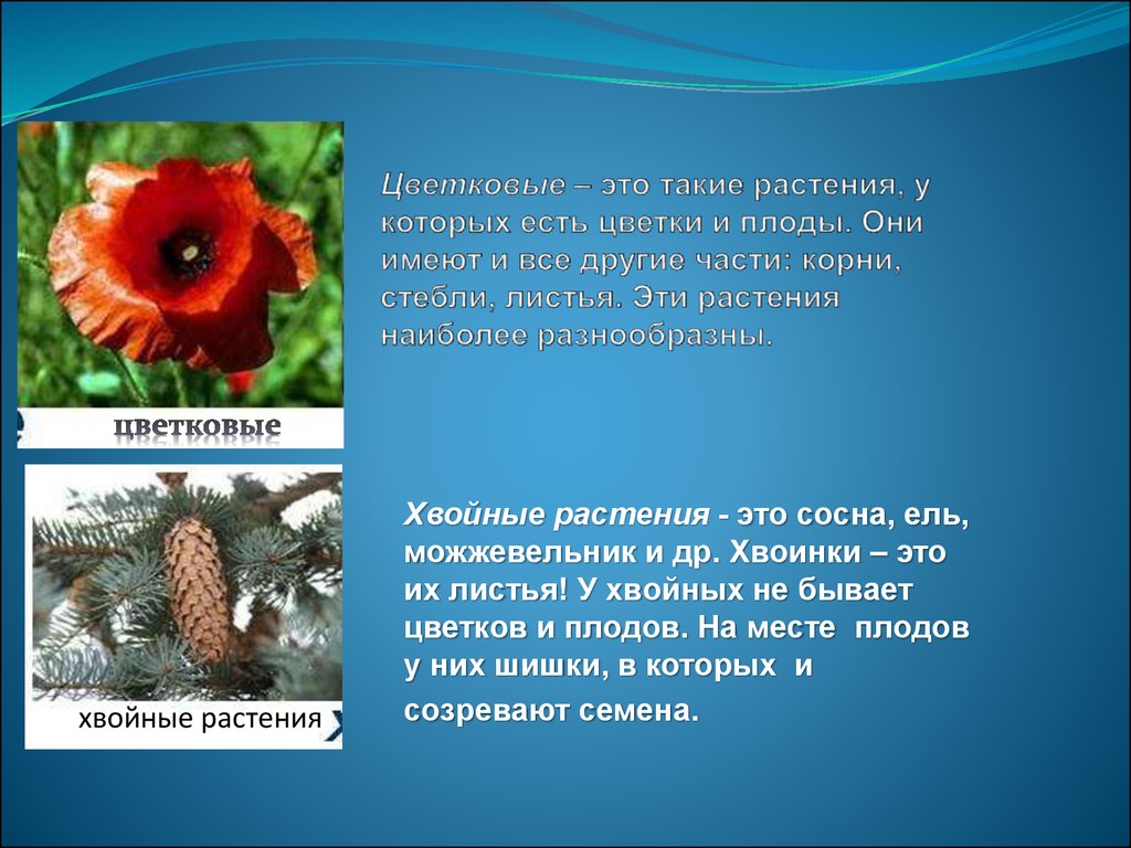 Растения родного края окружающий мир. Растения у которых есть цветки и плоды. Разнообразие природы родного края растения. Эти растения имеют корни стебли листья цветки и плоды. Разнообразие растений родного края 3 класс.