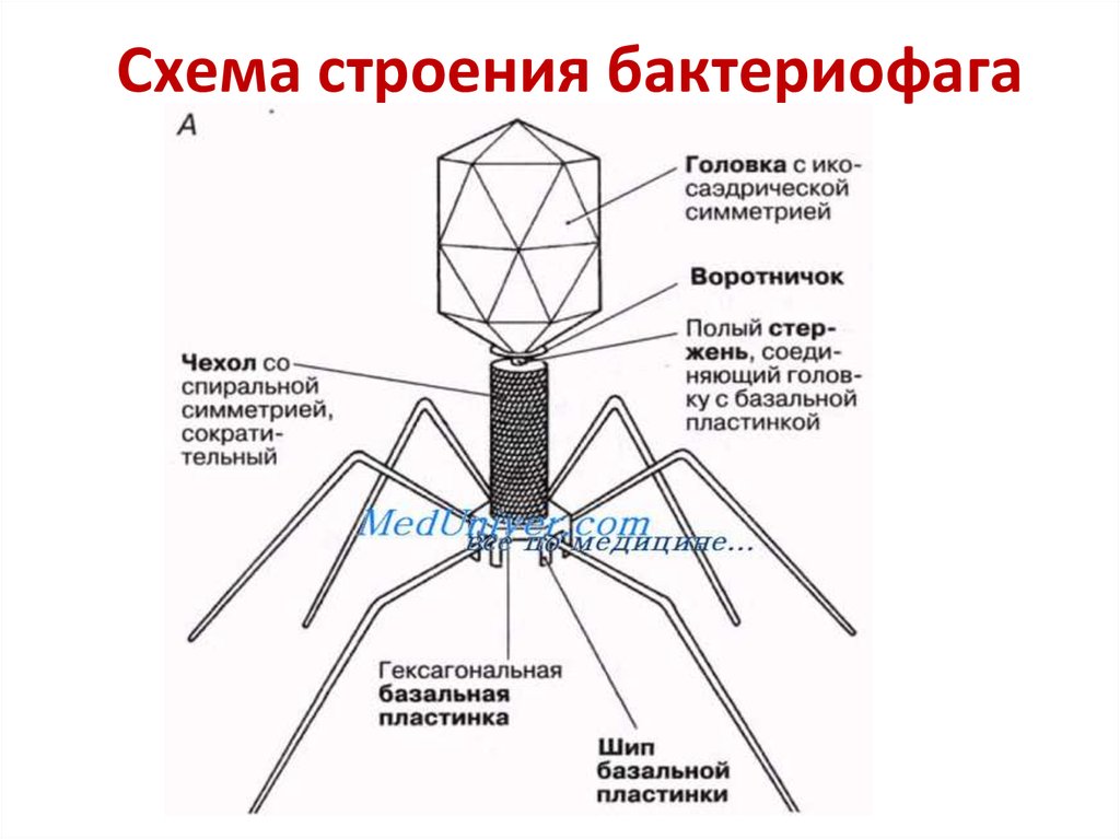 Вирусы и бактериофаги презентация