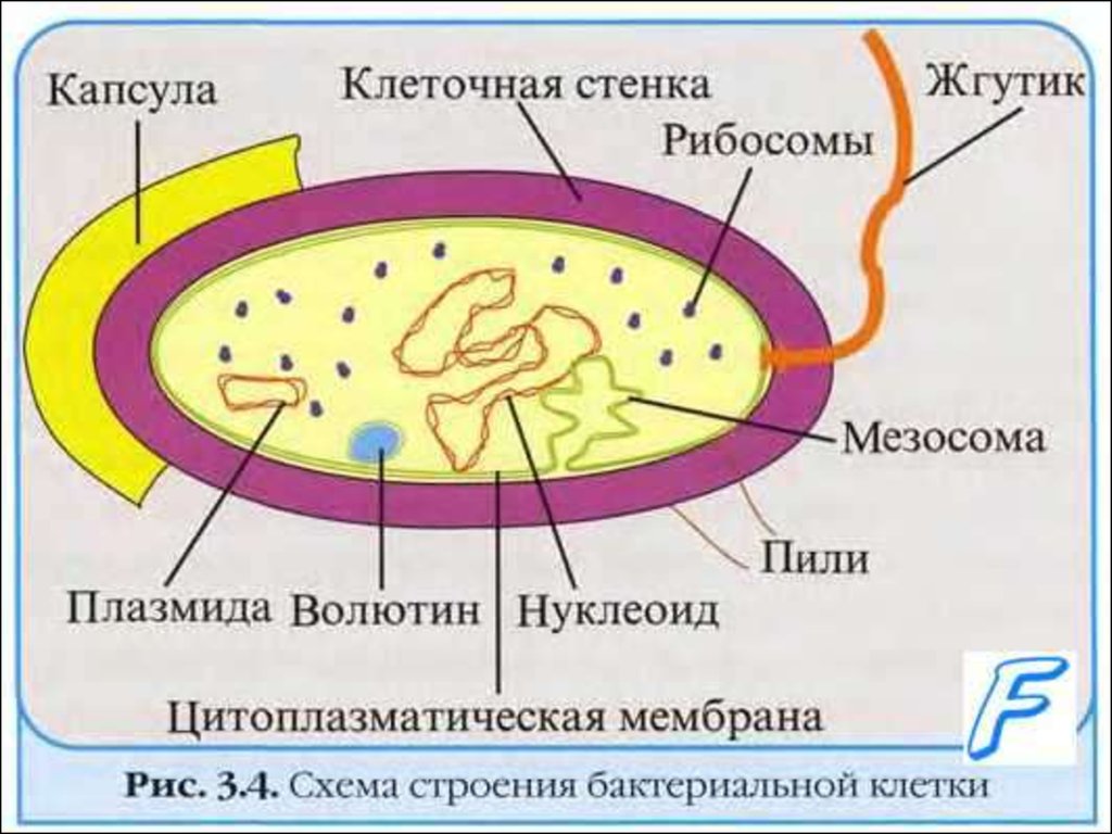 Клетка бактерий рибосомы. Схема строения бактериальной клетки. Строение бактериальная клетка бацилла. Строение клетки бактерий микробиология. Структурные компоненты бактериальной клетки.