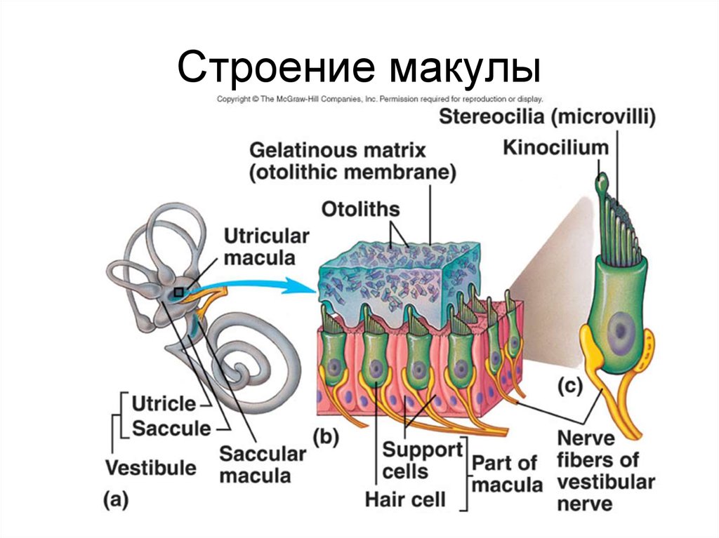 Схема строения макулы