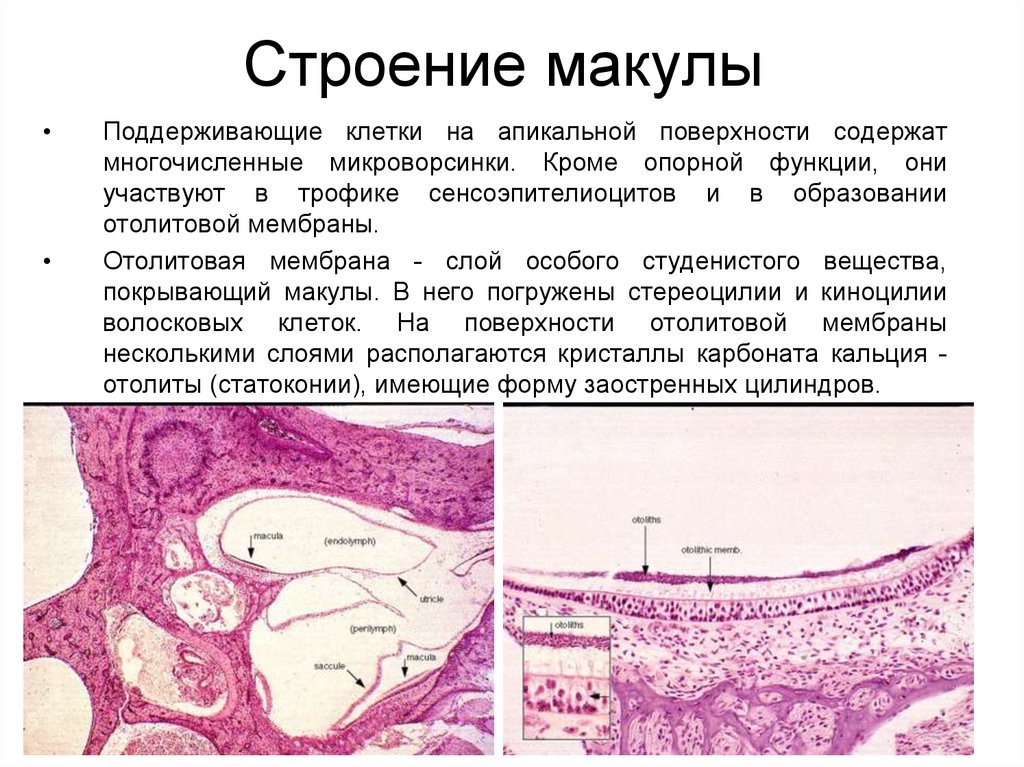 Схема строения макулы гистология