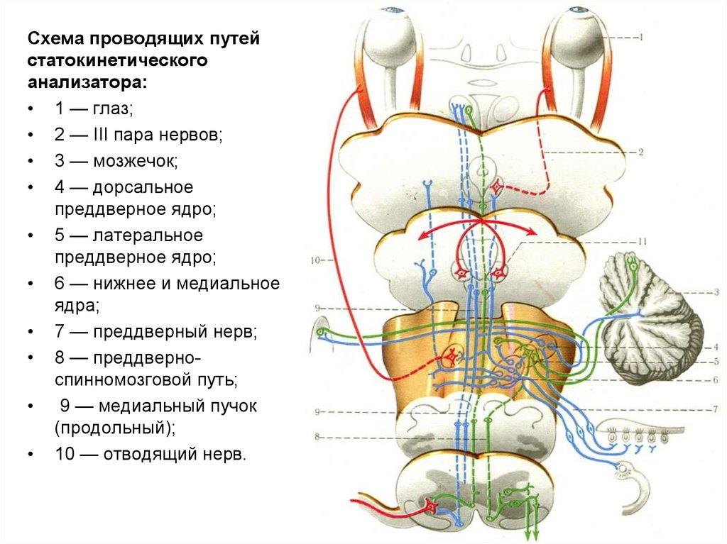 Проводящий анализатор. Проводящий путь вестибулярного (статокинетического) анализатора. Проводящий путь вестибулярного анализатора схема. Схема проводящего пути статокинетического анализатора. Вестибулярный проводящий путь схема.