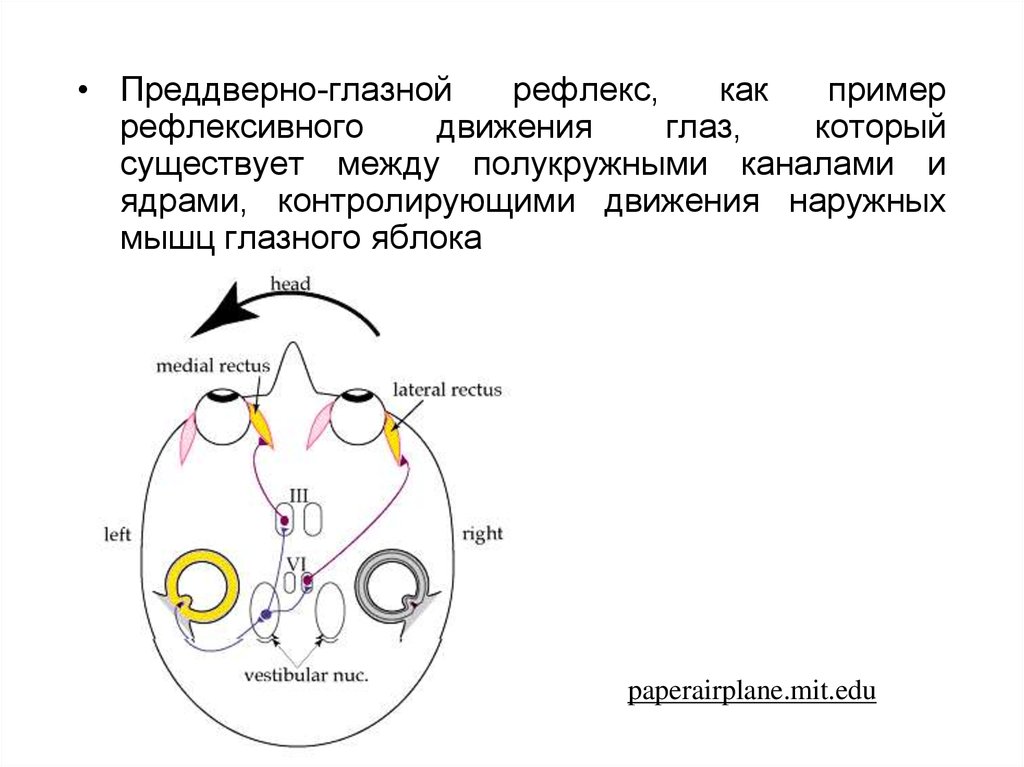 Рисунок зрительного рефлекса