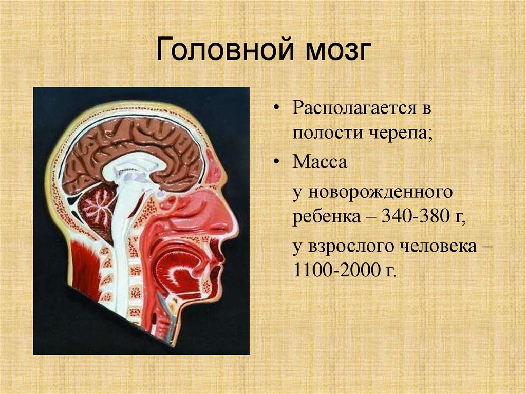 В полости черепа расположен. Морфология головного мозга. Органы расположенные в полости черепа.