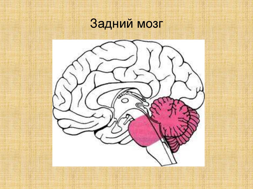 Задний головной мозг включает. Строение заднего головного мозга. Задний мозг строение. Задний мозг рисунок. Головной мозг задний мозг.