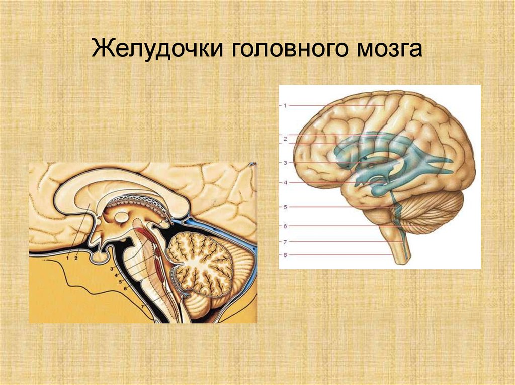 Правый желудочек головного. Третий желудочек мозга анатомия. Желудочки мозга анатомия головного мозга. Желудочковая система головного мозга анатомия. 4 Желудочек головного мозга анатомия.