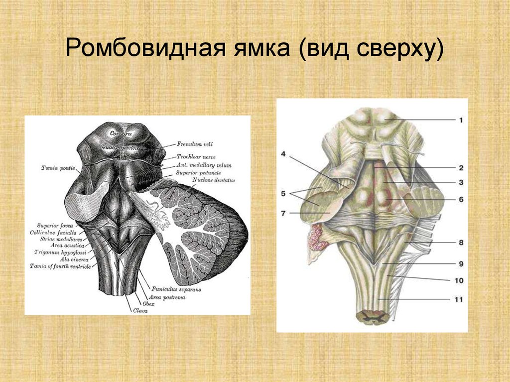 Слепые ямки что это