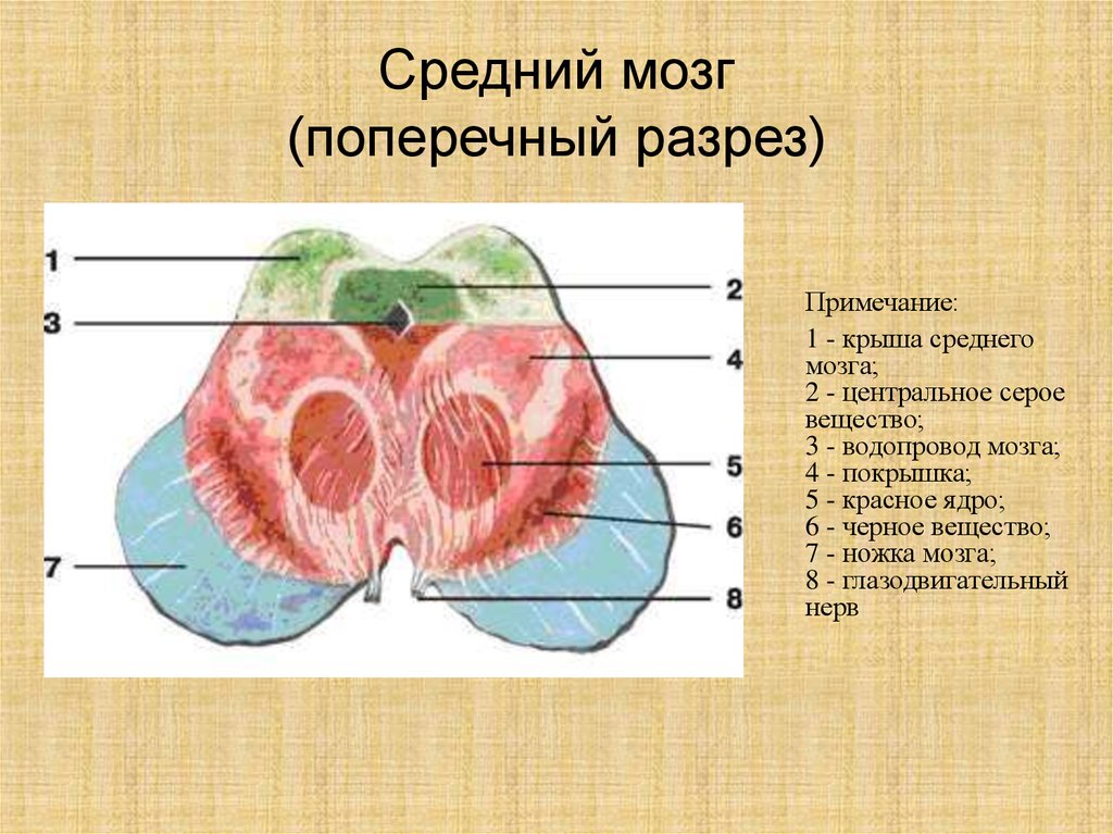 Поперечный срез среднего мозга схема