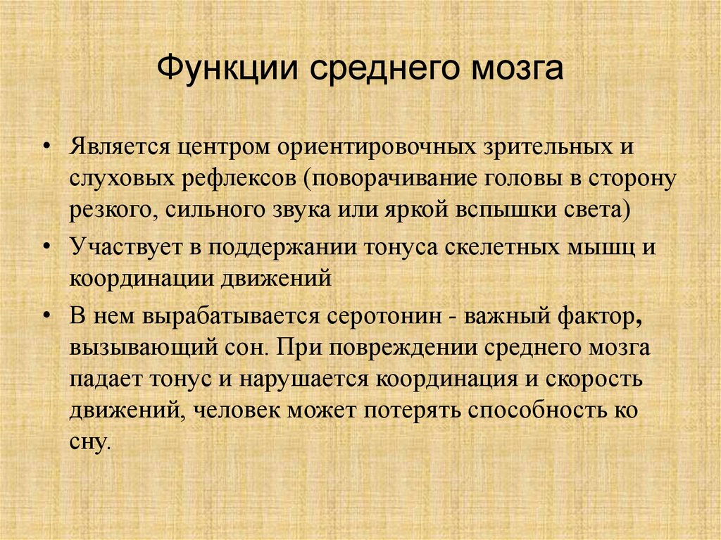 Каковы основные функции мозга. Средний мозг функции. Функция среднегоммозга. Основные функции среднего мозга. Роль среднего мозга.