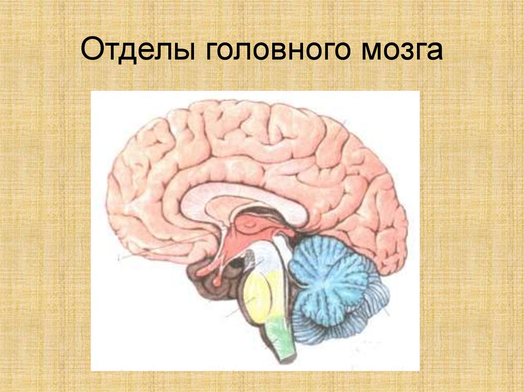 Головной мозг 7 класс. Отделы головного мозга 8 класс биология. Рис 80 отделы головного мозга. Структуры головного мозга биология 8 класс. Рис 80 структуры головного мозга.