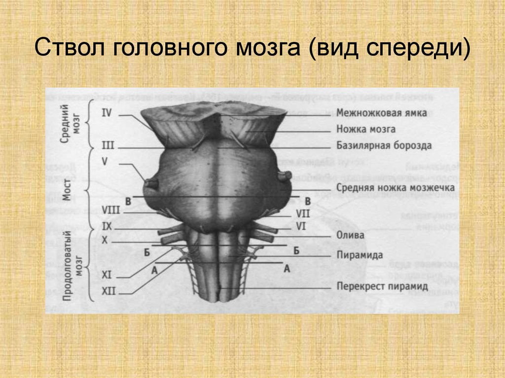 Головной ствол анатомия. Строение ствола мозга анатомия. Ствол мозга средний мозг строение. Средний мозг анатомия латынь.