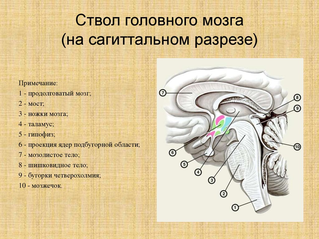 Выполняемые функции ствола головного мозга. Таламус на сагиттальном срезе. Промежуточный мозг в разрезе. Ствол головного мозга Сагиттальный разрез. Основные отделы ствола мозга.