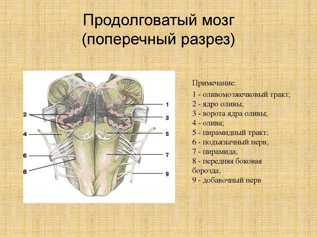 Какое строение имеет продолговатый мозг. Ядро оливы продолговатого мозга. Продолговатый мозг анатомия строение. Продолговатый мозг горизонтальный разрез на уровне оливы. Ядра продолговатого мозга анатомия.