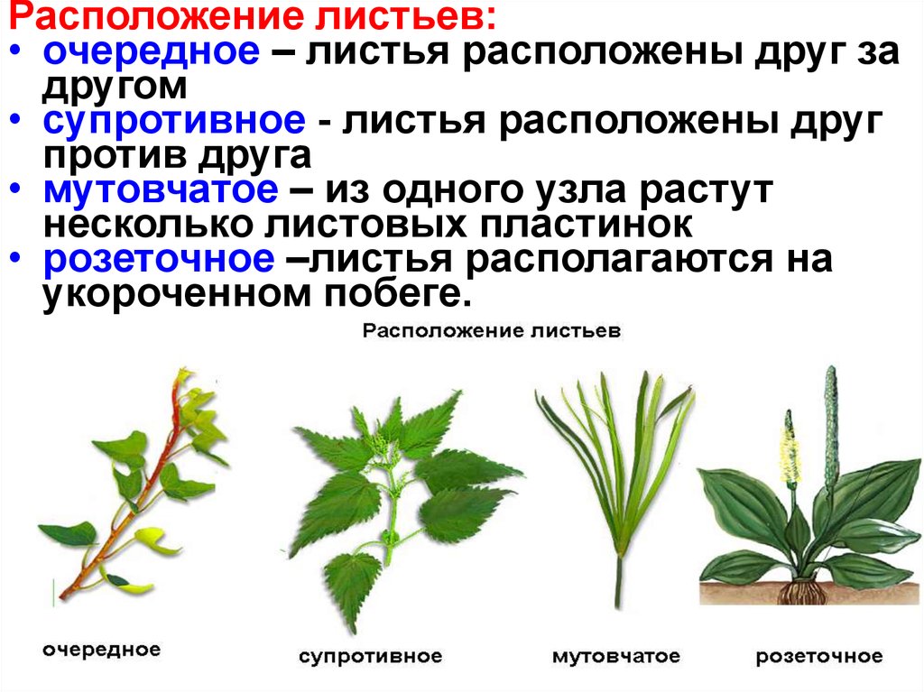 Местоположения растений. Супротивное расположение листа. Листорасположение супротивное розеточное очерёдное. Розеточное расположение листьев. Мутовчатое и супротивное расположение.