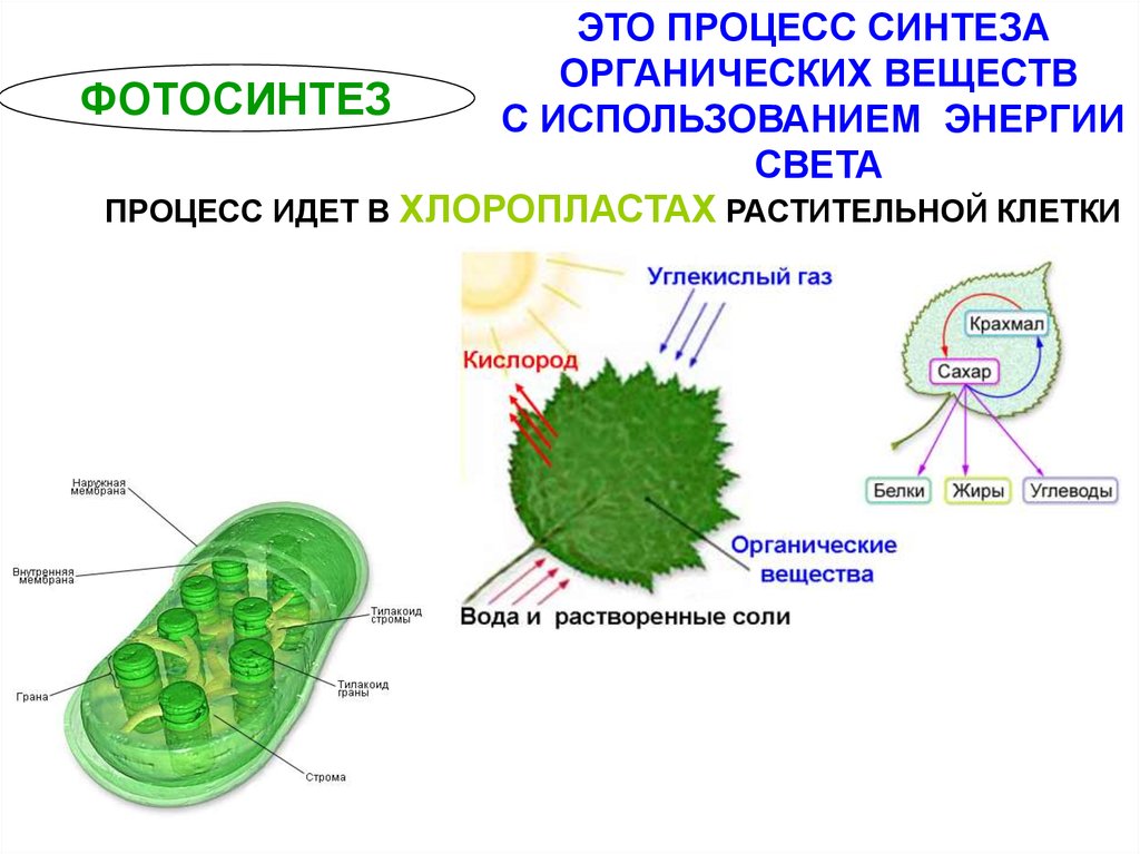 Хлоропласты биосинтез
