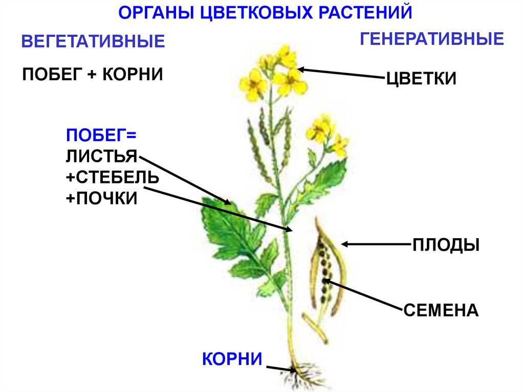 Плод это вегетативный. Схема строения органов цветкового растения. Вегетативные органы цветковых растений строение. Вегетативные органы растений и генеративные органы растений. Вегетативные органы цветкового растения схема.