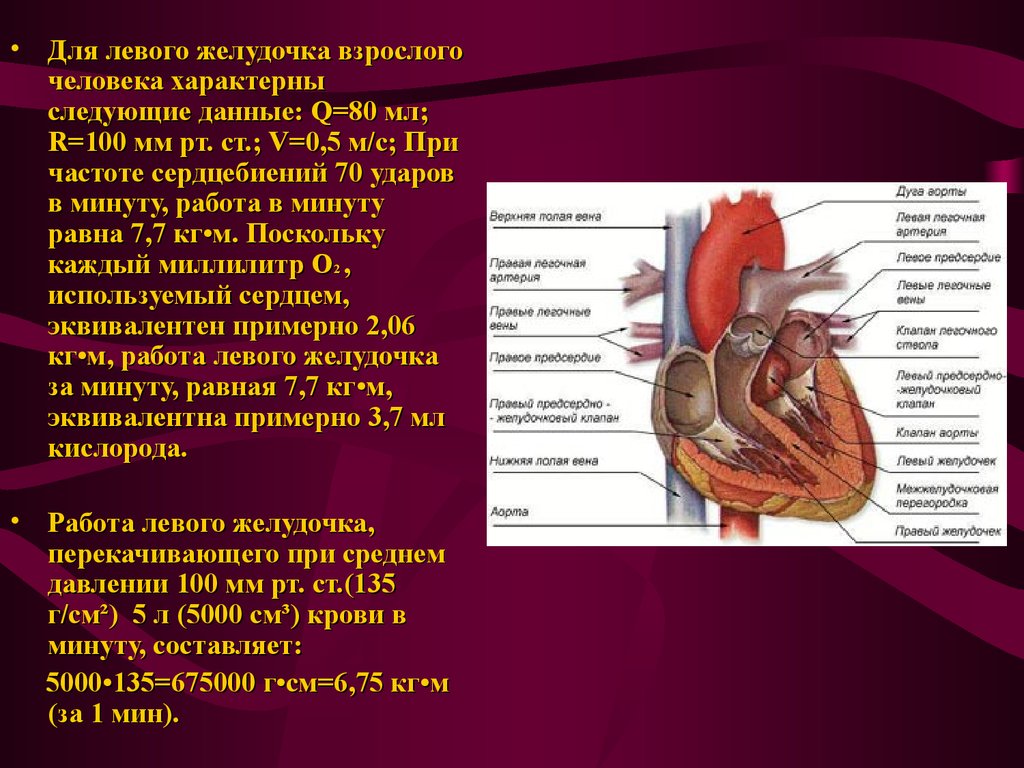 Правый желудочек функции. Для левого желудочка сердца характерно:. Для правого желудочка характерно. Для левого желудочка взрослого человека характерны. Характеристика левого желудочка сердца.