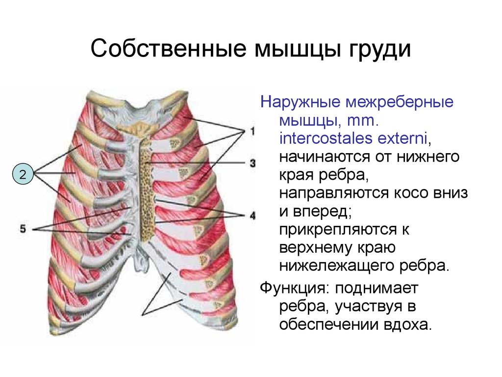 Межреберные мышцы участвуют в. Наружные и внутренние межреберные мышцы. Наружные и внутренние межреберные мышцы анатомия. Наружные межреберные мышцы mm. Intercostales externi. Mm. Intercostales interni, внутренние межреберные мышцы.