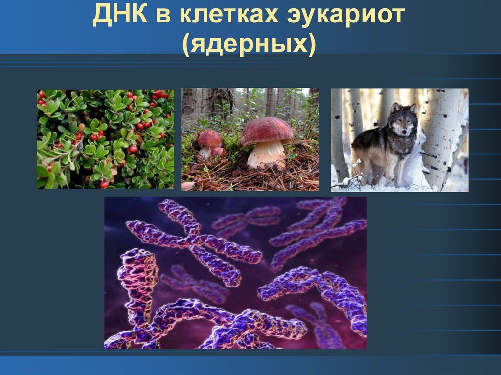 Дезоксирибонуклеиновая кислота ДНК - презентация онлайн