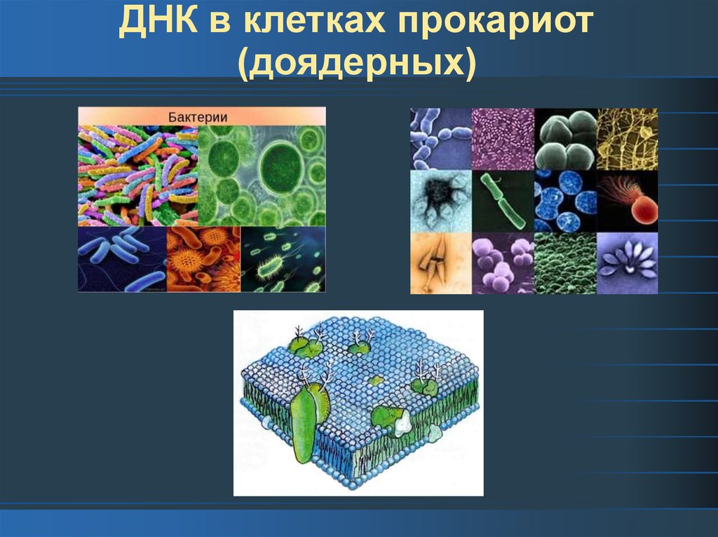 Дезоксирибонуклеиновая кислота ДНК - презентация онлайн