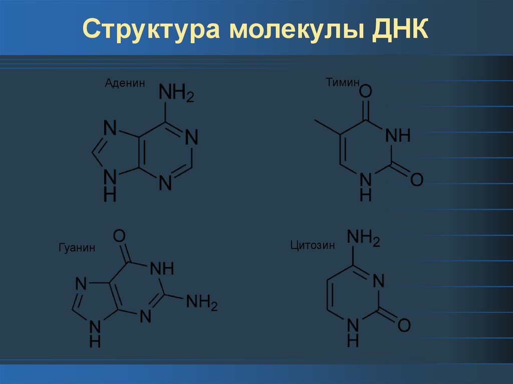 Дезоксирибонуклеиновая кислота ДНК - презентация онлайн