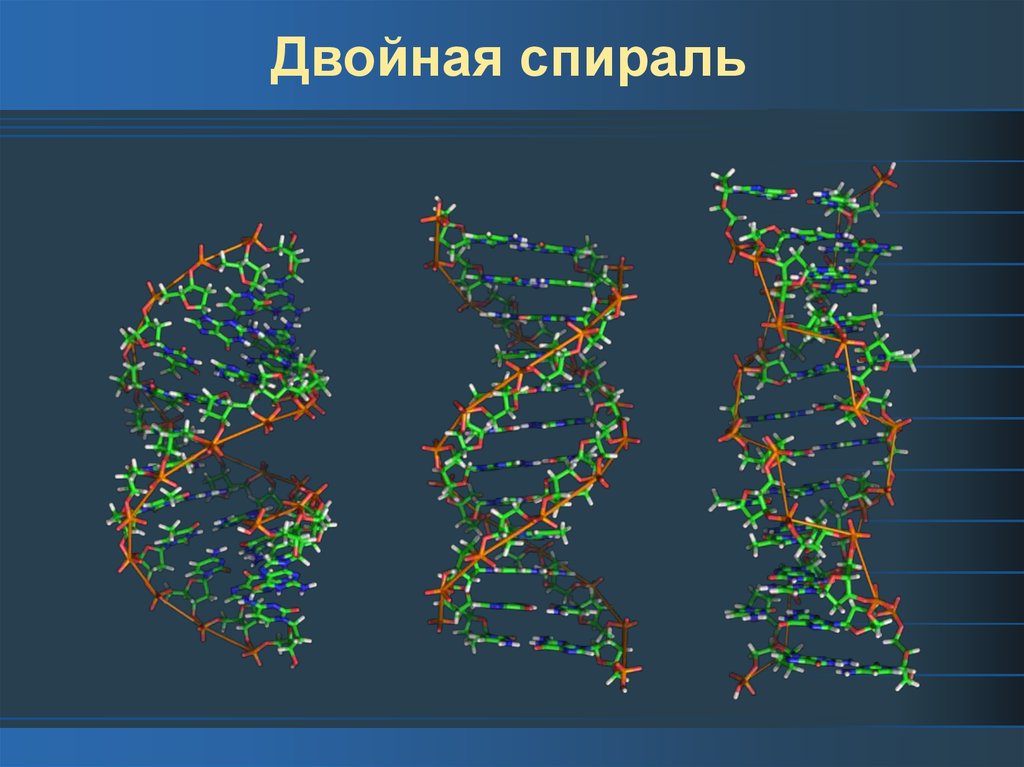 Дезоксирибонуклеиновая кислота ДНК - презентация онлайн