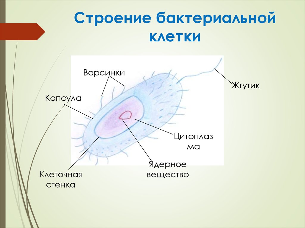 Бактерия строение клетки