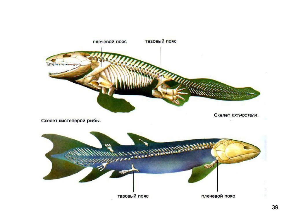 Внешнее строение рыбы и земноводных. Внешнее строение кистеперых рыб. Кистеперая рыба Латимерия. Ихтиостега скелет. Кистеперая рыба Латимерия строение.