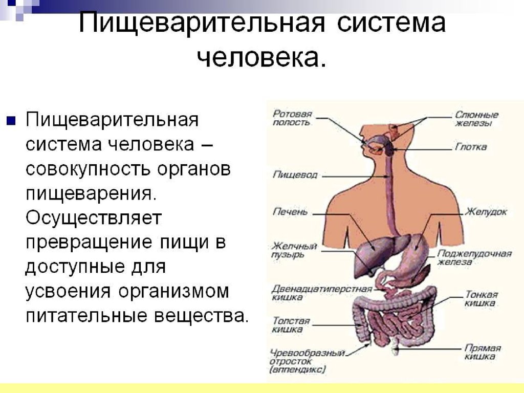 В которых любому органу будет. Строение пищеварительной системы орган, строение и функции. Система органов пищеварения анатомия. Строение пищеварительной системы и функции схема. Назовите основные отделы (органы) пищеварительной системы.