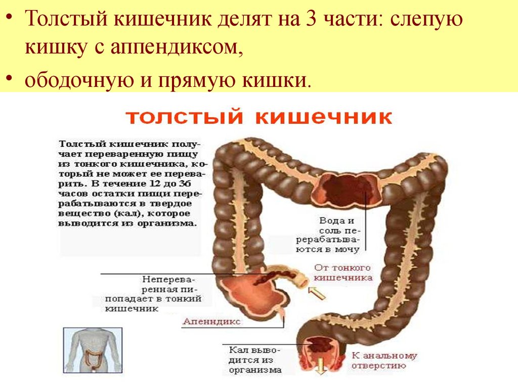 Толстая кишка человека особенности. 3 Части Толстого кишечника слепая с аппендиксом ободочная и прямая. Ободочная толстая кишка анатомия. Толстый кишечник слепая ободочная прямая кишка. Толстый кишечник соепая кишка обводящая кишка.