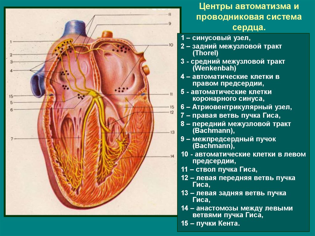 Синусовый узел сердца