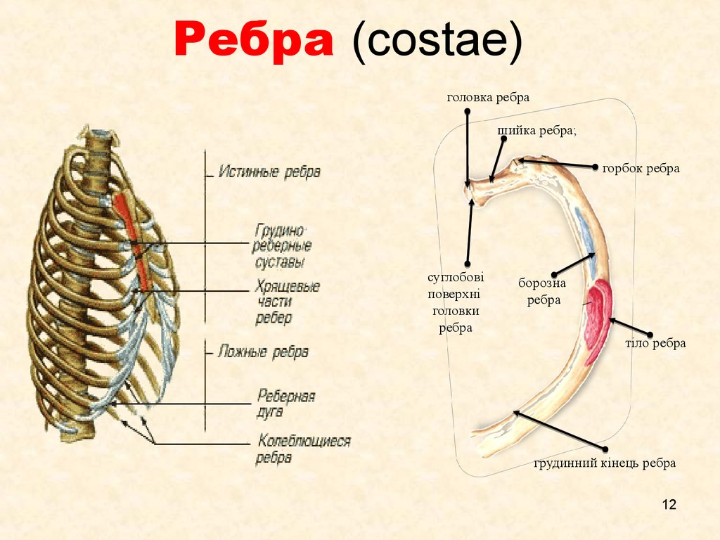 Сколько ребер на 1 стороне. Ребра анатомия Синельников. 1 Ребро анатомия. Ребра costae. Первое ребро анатомия человека.