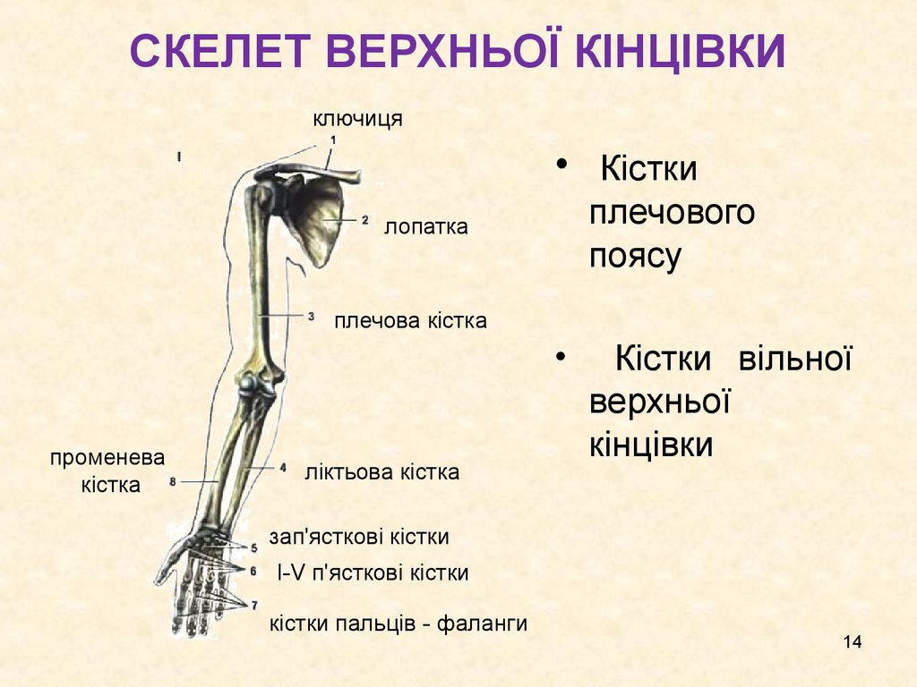 Основные части скелетов поясов и свободных конечностей. Скелет верхньої кінцівки. Скелет верхней конечности. Строение скелета верхней конечности. Скелет пояса верхних конечностей состоит.
