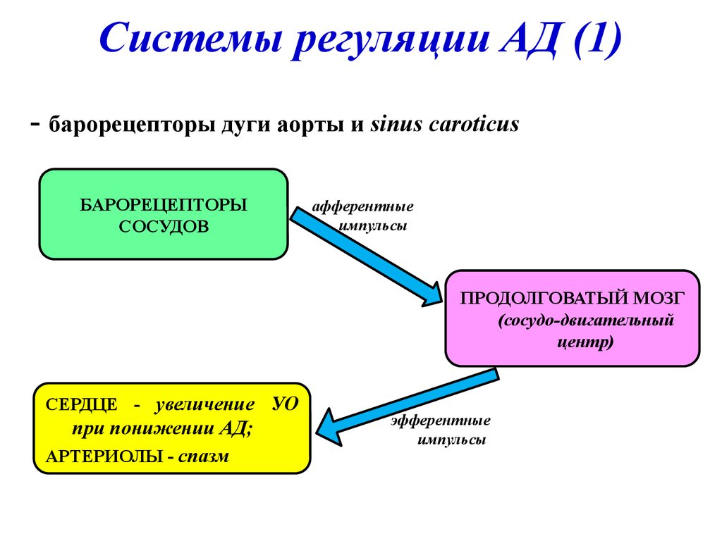 Барорецепторы дуги аорты