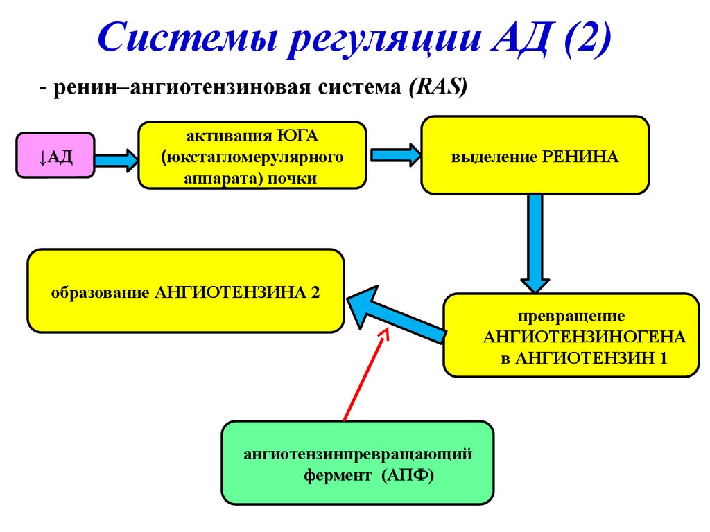 Патофизиология сосудистого тонуса презентация