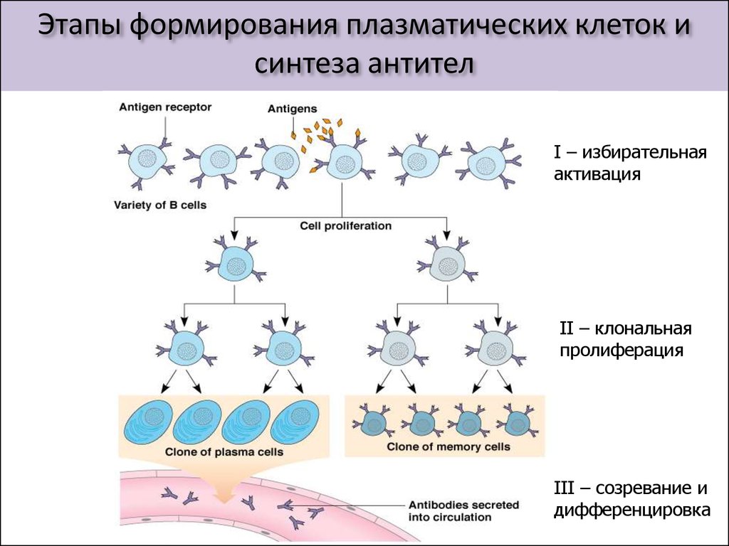 Иммуноглобулин в лимфоциты. Механизм образования антител схема. Механизм образования иммуноглобулинов. Синтез иммуноглобулинов плазмоцитами. Схема выработки антител.