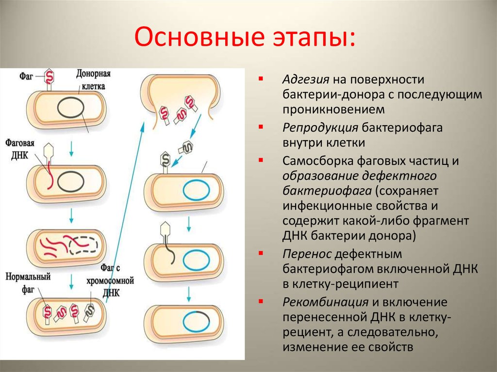 Бактерия донор. Этапы репродукции вирулентного бактериофага. Лизогения бактериофагов. Этапы размножения бактериофага. Репродукция бактериофагов.
