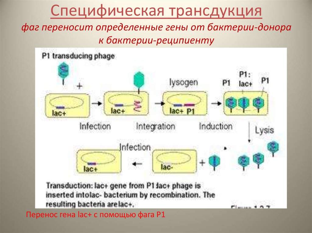Бактерия донор. Трансдукция у бактерий. Механизм трансдукции микробиология. Трансдукция бактериофагов. Схема трансдукции у бактерий.